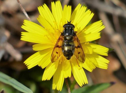 Ferdinandea fumipennis